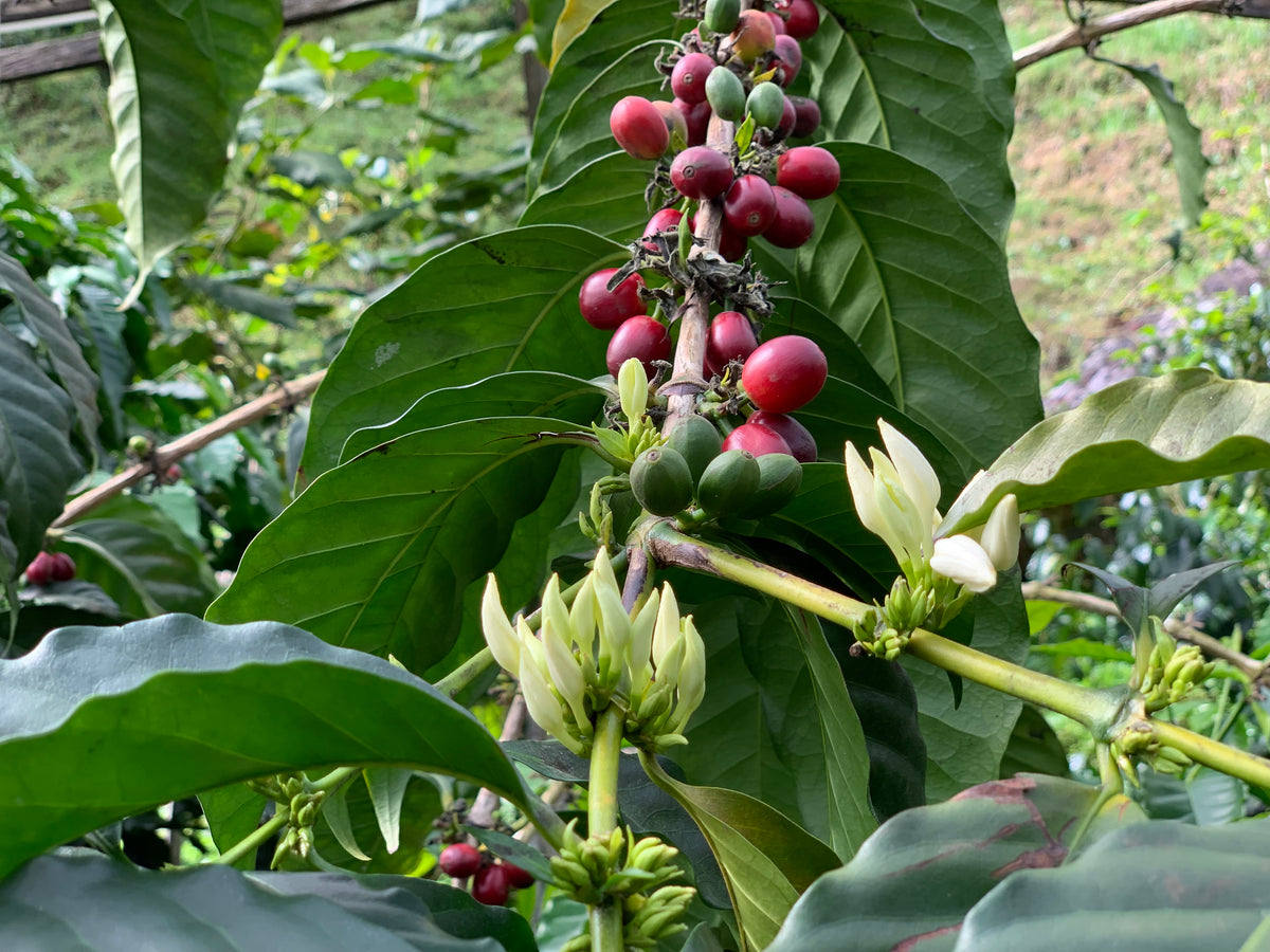 Organic Colombia Tolima Rio Blanco