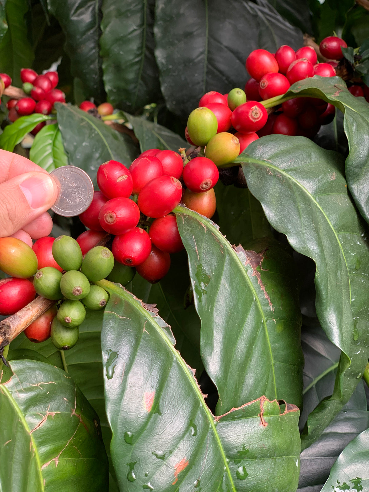 Organic Colombia Tolima Rio Blanco